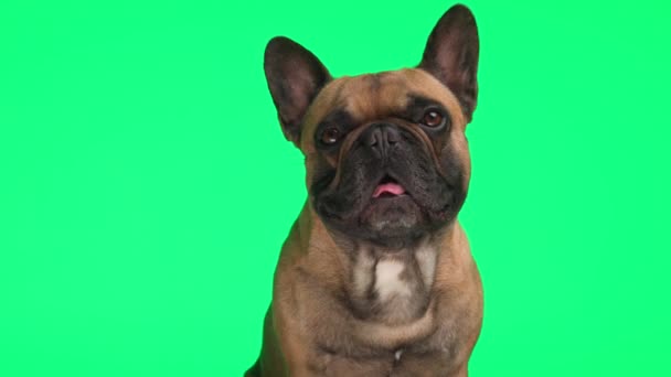 Kíváncsi Imádnivaló Francia Bulldog Kiskutya Felnéz Lihegve Előtt Zöld Háttér — Stock videók