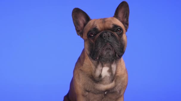 Милий Французький Бульдог Собака Дивиться Вперед Облизуючи Ніс Сидячи Перед — стокове відео
