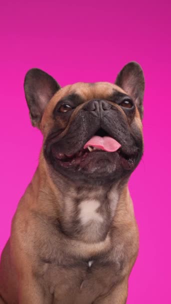 Dulce Francés Bulldog Cachorro Mirando Hacia Arriba Sobresaliendo Lengua Jadeando — Vídeos de Stock