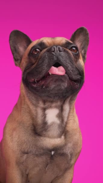 Hermoso Bulldog Francés Sentado Mirando Hacia Arriba Lamiendo Nariz Mientras — Vídeos de Stock