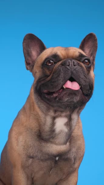 青い背景の前に露出された舌で上を見上げてパンチする貴重な小さなフランスの子犬 — ストック動画