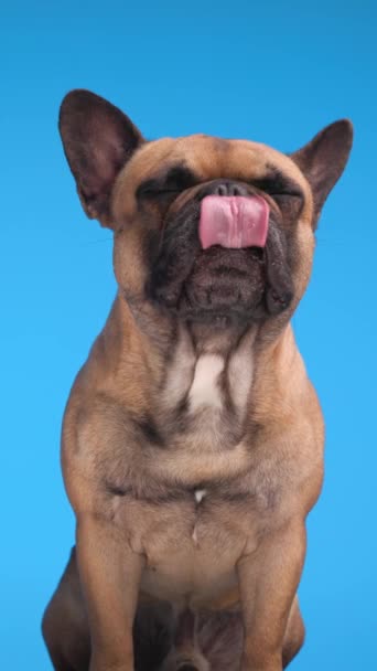 Vertikales Video Einer Hübschen Kleinen Französischen Bulldogge Die Aufschaut Nase — Stockvideo