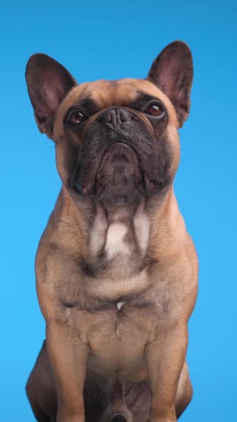 Precioso Bulldog Francés Sentado Mirando Hacia Arriba Una Manera Curiosa — Vídeo de stock