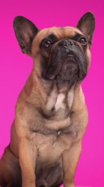 Sevimli Fransız buldog köpeğinin pembe arka planda otururken yukarı bakıp merak ettiği dikey video.