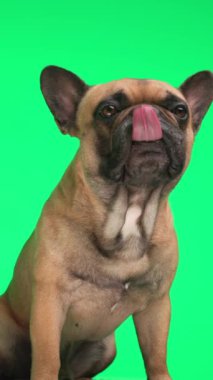 Aç küçük Fransız köpeği oturuyor, yukarı bakıyor ve yeşil arka planda yemek için yalvarıyor.