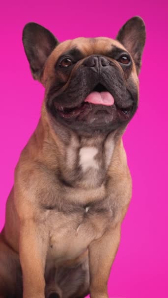 漂亮的法国斗牛犬狗坐在粉红的背景前 抬起头来喘息 — 图库视频影像