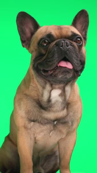 在绿色背景前 可爱的法国小斗牛犬抬起头 伸出舌头 — 图库视频影像