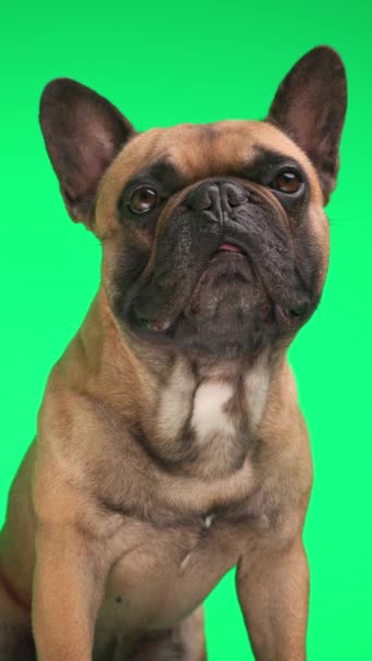 Bedårande Söt Fransk Bulldog Valp Tittar Upp Sticker Tunga Och — Stockvideo