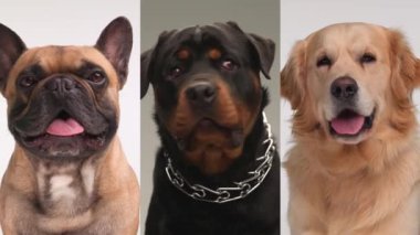 Fransız bulldog, rottweiler ve golden retriever köpeğinin montajı. Beyaz ve gri arkaplan önünde dillerini çıkarıp nefes nefese kalıyorlar.