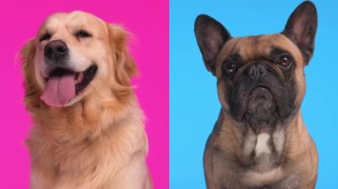 Küçük mutsuz buldog köpeği Labrador av köpeğinin dilini çıkarıp pembe arka planda nefes alışını izlerken kıskanıyor.