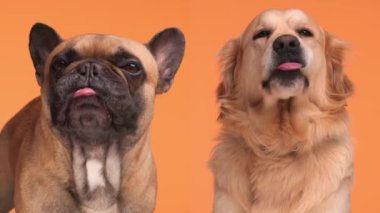 Bir çift tatlı Fransız bulldog ve Labrador av köpekleri dillerini çıkarıp turuncu arka planda burun yalarlar.