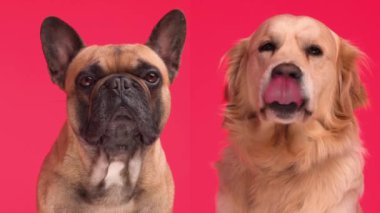 Fransız Buldog 'un açgözlü Labrador av köpeği arkadaşının yanında sıkılıp dilini çıkarıp kırmızı arka planda burnunu yaladığı video düzenlemesi.