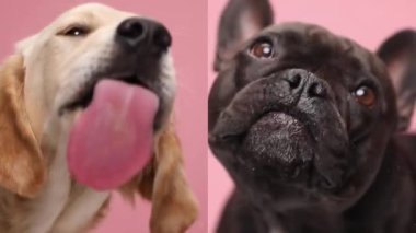 Komik kolaj videosu, iki sevimli köpeğin açgözlülüğü ve pembe arka planda şeffaf cam yalaması.