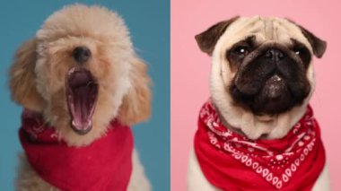 Boynunda kırmızı bandana olan iki sevimli köpek yavrusunun video kolajı. Pembe ve mavi arka planda uykulu ve esniyorlar.