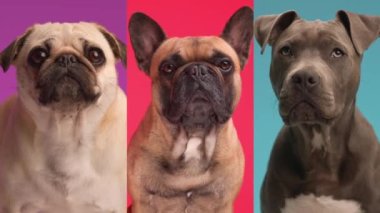 Stüdyoda renkli bir geçmişin önünde oturan ve ileriye bakan farklı tipte köpeklerin video montajı