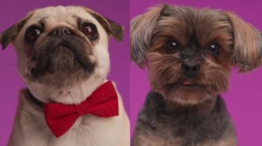 meraklı küçük pug ve Yorkshire terrier köpekleri yukarı bakıyor, hevesli ve mor arka planda burun yalama