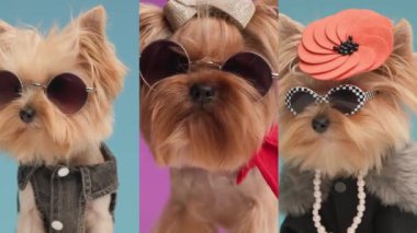 Güneş gözlüklü, farklı türde saç bandı ve ceket ve kolye takan havalı moda Yorkshire Teriyer yavrularının video montajı.