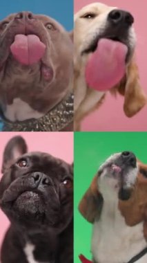 Dillerini çıkarıp renkli arka planda pleksiglas yalayan farklı aç gözlü köpeklerin video kolajını kapat