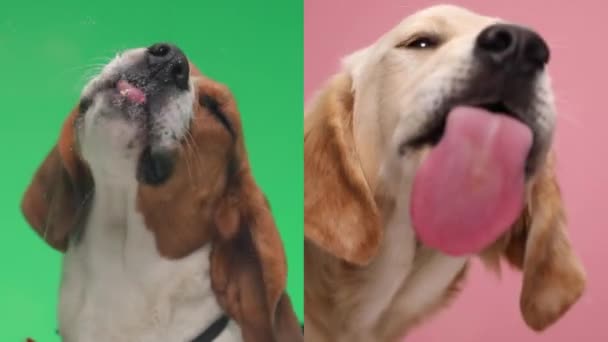 Grupp Bedårande Liten Beagle Och Golden Retriever Hundar Tittar Upp — Stockvideo