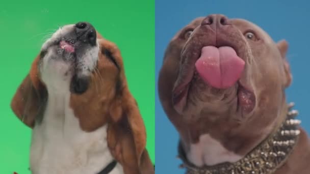 在演播室里 一群可爱的小猎犬和美国霸道的狗拼凑在一起 伸出舌头 饿着肚子 在蓝色和绿色的背景上舔着杯子 — 图库视频影像