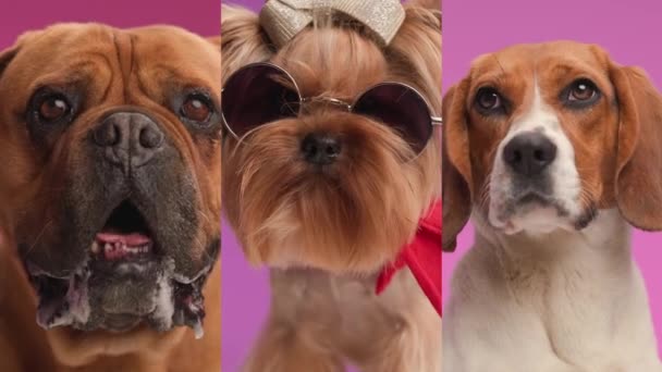 Різні Типи Чарівних Собак Яким Нудно Дивитися Вперед Сидіти Перед — стокове відео