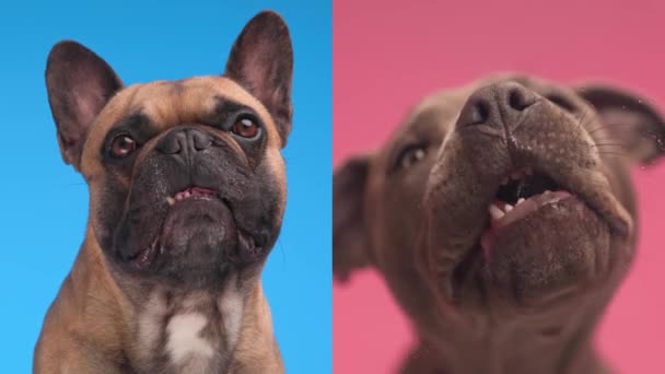 Şirin Fransız Bulldog Amstaff Köpek Yavrusuna Gözlü Bir Şekilde Bakıyor — Stok video