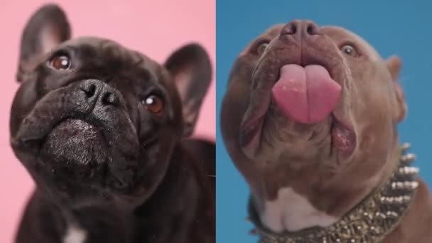 Смішні Жадібні Собаки Стирчать Язиком Будучи Надзвичайно Голодними Облизуючи Прозорий — стокове відео
