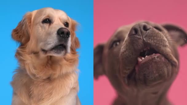 Adorable Golden Retriever Dog Being Jealous His Amstaff Friend Licking — Stock Video
