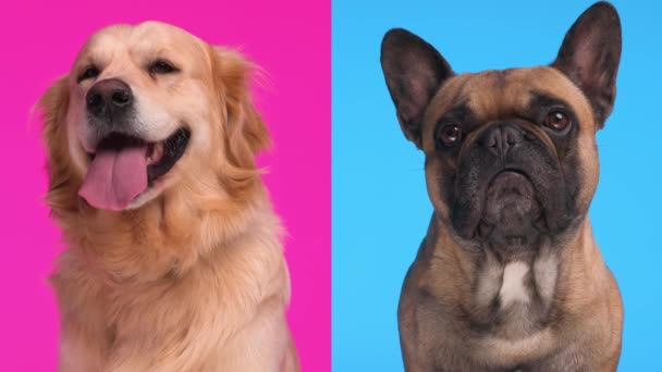 Nieszczęśliwy Mały Francuski Buldog Jest Zazdrosny Patrząc Jego Pies Labrador — Wideo stockowe
