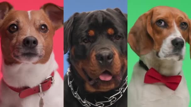 Jack Russell Terrier Rottweiler Köpekleri Sıkılmış Farklı Renklerde Yemek Bekliyorlar — Stok video