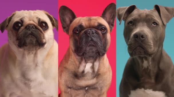 Montagem Vídeo Diferentes Tipos Cães Sentados Olhando Para Frente Frente — Vídeo de Stock