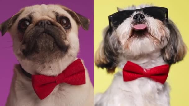 Adorável Pug Com Bowtie Vermelho Ganancioso Olhando Enquanto Seu Amigo — Vídeo de Stock