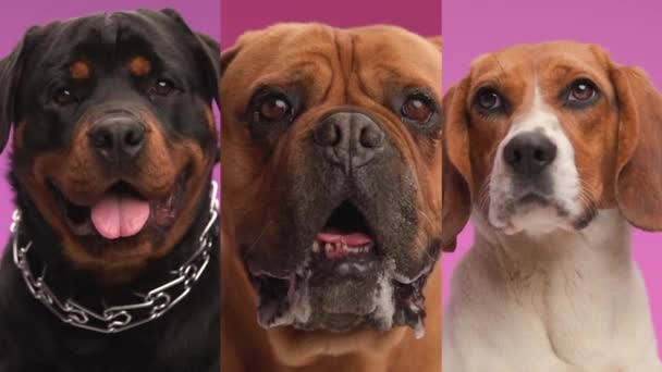 Βαρεθεί Beagle Σκυλί Κοιτάζοντας Rottweiler Του Και Ταύρος Mastiff Φίλους — Αρχείο Βίντεο
