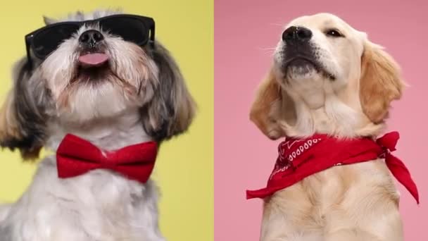 Розташування Двох Чарівних Собак Банданом Шиї Які Дивляться Вгору Стирчать — стокове відео