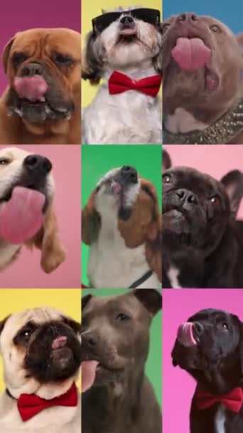 Video Collage Vertical Animales Codiciosos Hambrientos Lamiendo Vidrio Transparente Frente — Vídeos de Stock