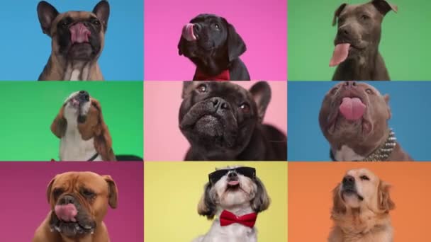 Montaggio Video Diversi Tipi Cuccioli Che Sporgono Lingua Leccano Vetro — Video Stock