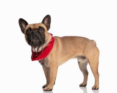 Kırmızı bandanalı sevimli Fransız bulldog 'un beyaz arka planda dikilirken yukarı bakıp meraklanması.