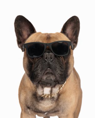 Güneş gözlüklü sevimli Fransız bulldog 'u beyaz arka planda dikilirken ileri doğru bakıyor.