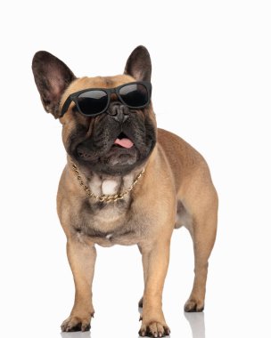 Komik buldog köpek yavrusu. Dilini çıkarmış ve soluk soluğa kalmış. Gözünü kaçırıp beyaz arka planın önünde duruyor.
