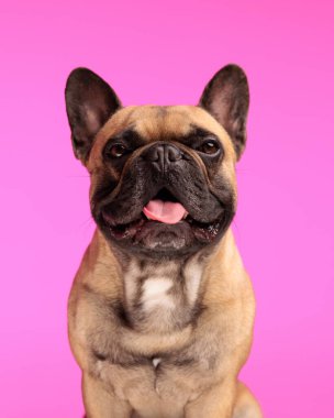 Pembe arka planda otururken dilini çıkarıp nefes nefese kalan mutlu Fransız bulldog portresi.