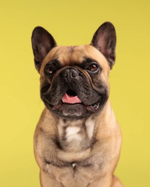 Sarı arka planda otururken dilini çıkarıp nefes nefese nefes alan güzel Fransız bulldog portresi.