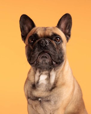 Güzel Fransız bulldog köpeğinin portresi ileriye bakıyor ve turuncu arka planda oturuyor.
