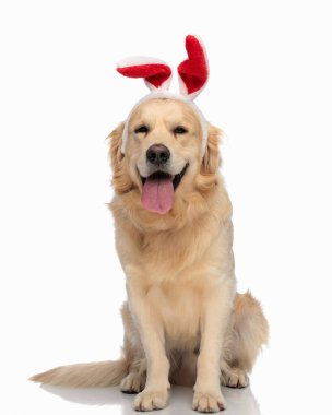 Tatlı Golden Retriever köpeği, tavşan saç bandı ile dilini çıkarıp beyaz arka planda oturuyor.