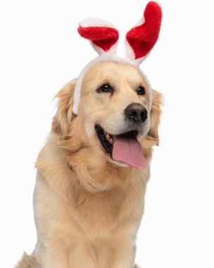 Beyaz arka planda kırmızı tavşan kulaklığı takarken dilini çıkarıp nefes nefese kalan sevimli Labrador av köpeğinin portresi.
