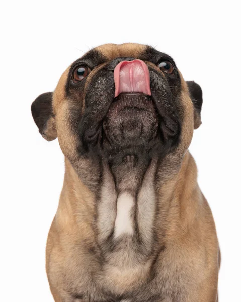 Hungry French Bulldog Dog Looking Licking Nose Greedy Way Front — Stock Photo, Image