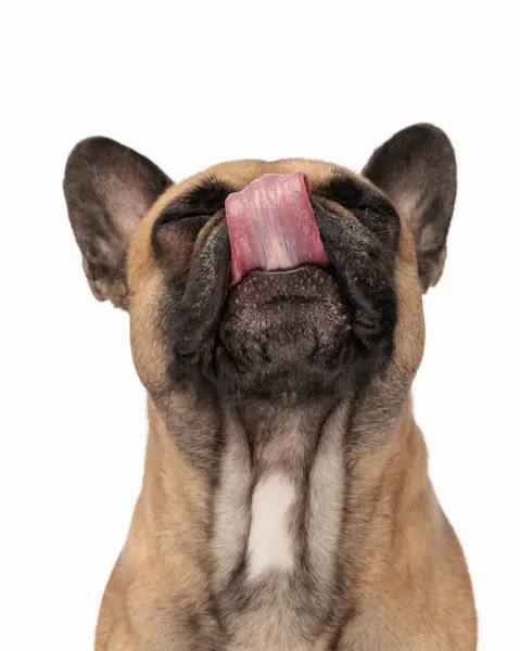 Hungry Little French Bulldog Puppy Licking Nose Being Greedy While — Stock Photo, Image