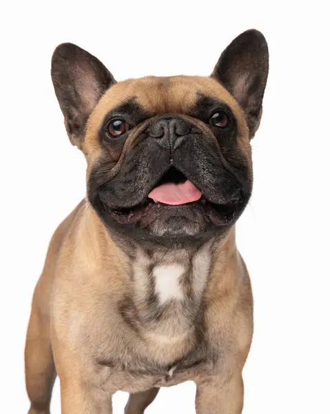 Adorable French Bulldog Puppy Panting Tongue Out Looking Forward While — Stock Photo, Image