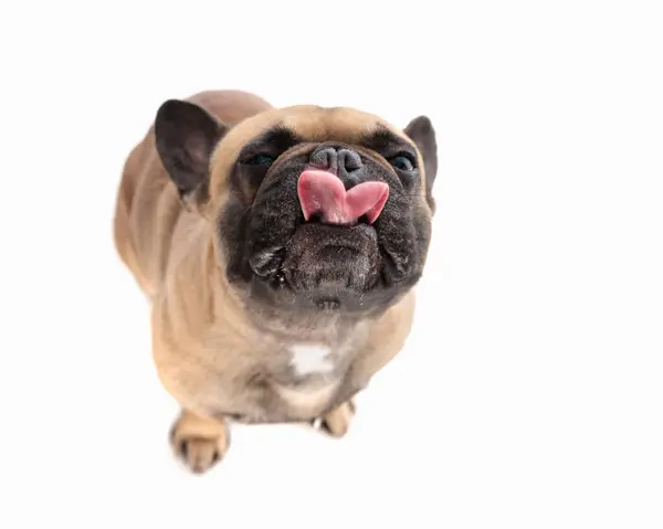 Greedy Little French Bulldog Puppy Sticking Out Tongue Licking Nose — Stock Photo, Image