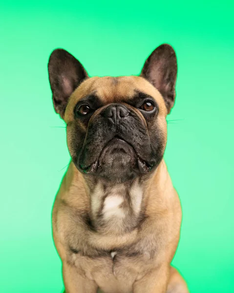 Vacker Fransk Bulldog Valp Ser Fram Emot Och Sitter Framför — Stockfoto