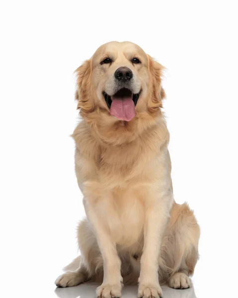Piękny Pies Labrador Retriever Wystający Język Dyszenie Siedząc Przed Białym — Zdjęcie stockowe